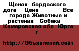 Щенок  бордоского  дога. › Цена ­ 60 000 - Все города Животные и растения » Собаки   . Кемеровская обл.,Юрга г.